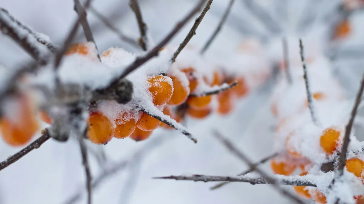Sea-buckthorn branches covered in snow