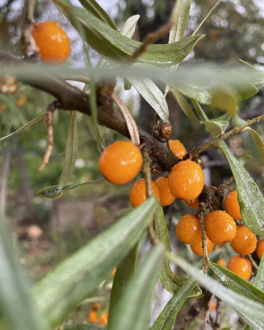 Orange sea-buckthorn berries among silver leaves