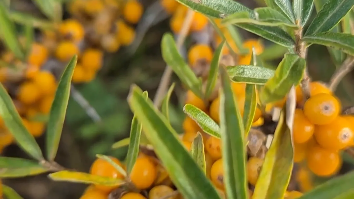 A sea-buckthorn bush heavy with berries, up close